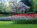 Keukenhof april 2019 05