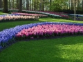 Keukenhof april 2019 06