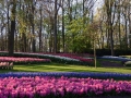 Keukenhof april 2019 07