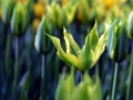 Keukenhof april 2019 15