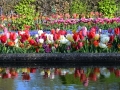 Keukenhof april 2019 19