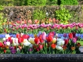 Keukenhof april 2019 20