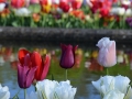 Keukenhof april 2019 21