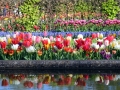 Keukenhof april 2019 22