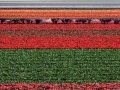 Keukenhof april 2019 24