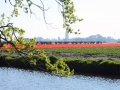 Keukenhof april 2019 25