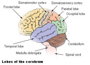 cerebrum