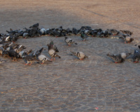 Dove circle, Dam square