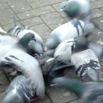 random pigeons