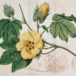 Gossypium Barbadense