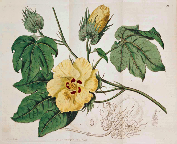 Gossypium Barbadense