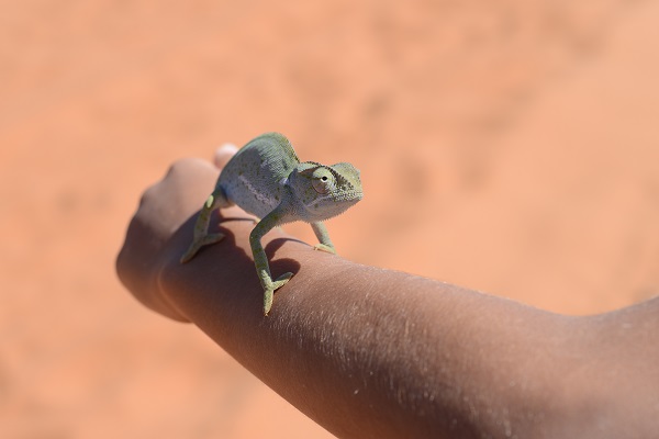 Chameleon_3039