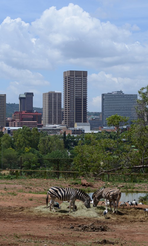 Pretoria Zoo  KL 01