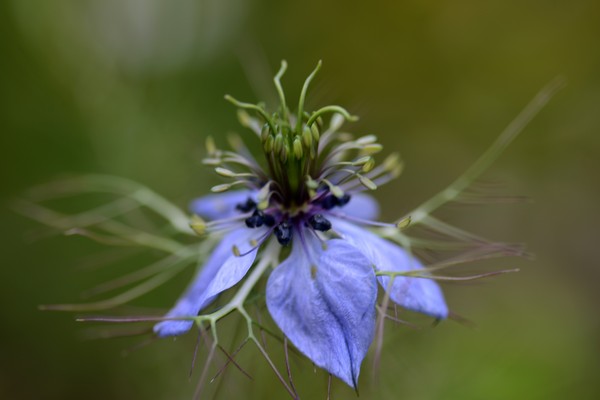 Garden June 2016 01