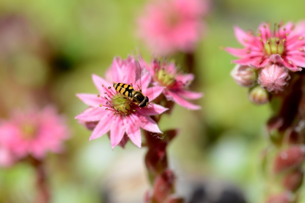 Garden June 2016 02