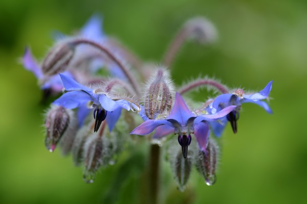 Garden June 2016 02