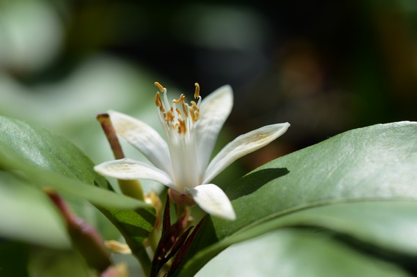 Garden June 2016 03