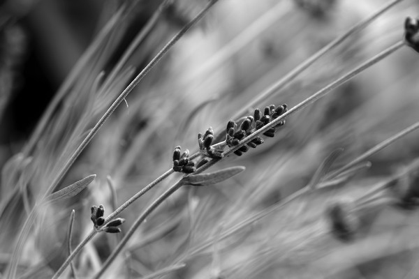 Garden June 2016 04