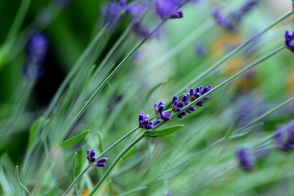 Garden June 2016 04