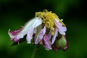 Garden June 2016 04