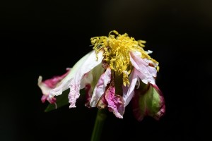 Garden June 2016 05