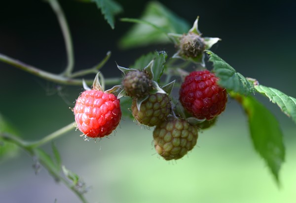 Garden June 2016 06