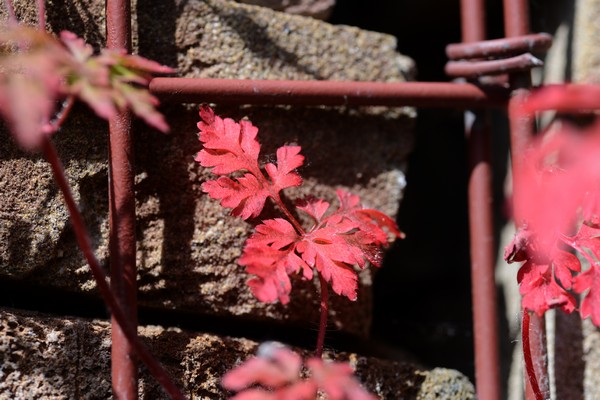 Garden June 2016 07