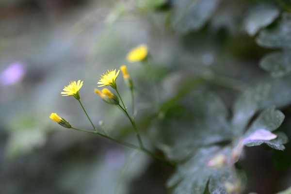 Garden June 2016 08