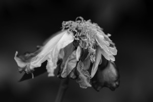 Garden June 2016 zw 01