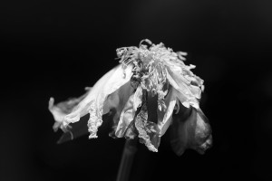 Garden June 2016 zw 02