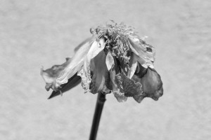 Garden June 2016 zw 03