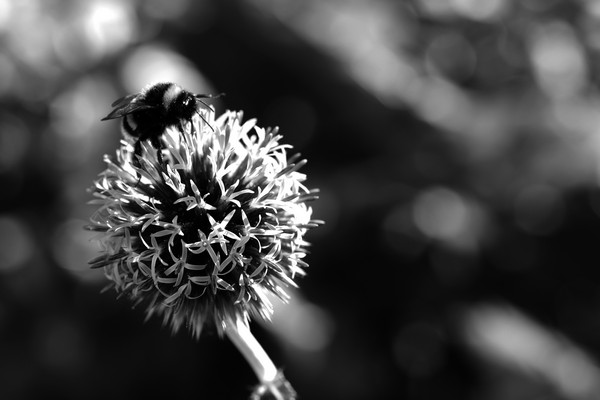 Echinops sphaerocephalus juli 2016 03