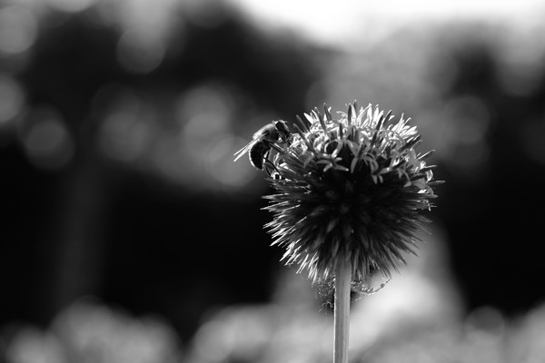 Echinops sphaerocephalus juli 2016 04