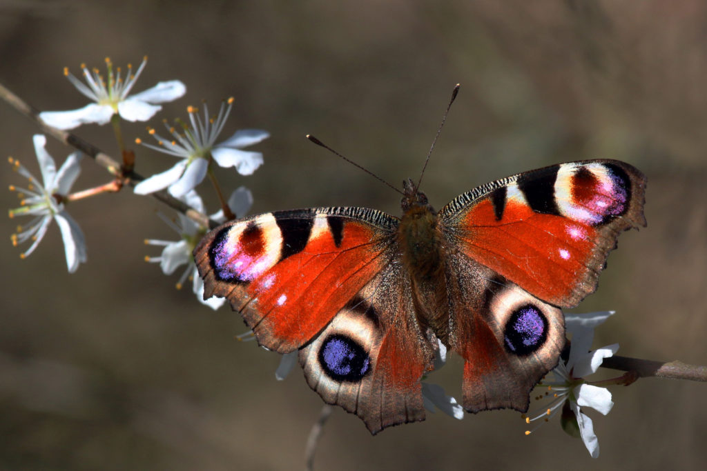 peacock_butterfly_inachis_io_2