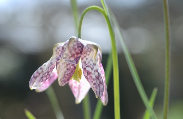 Garden March 2017 04