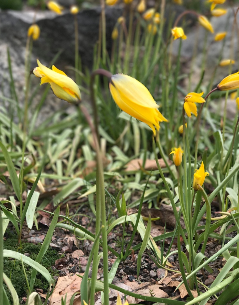 Tulipa Sylvestris