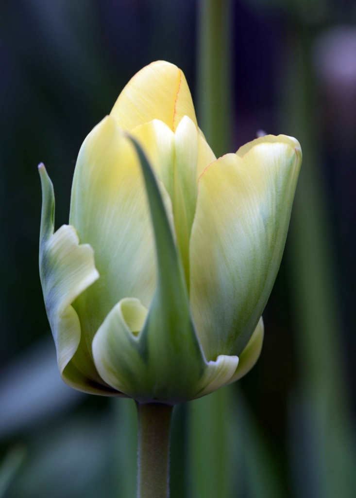 Tulips march 2017 02