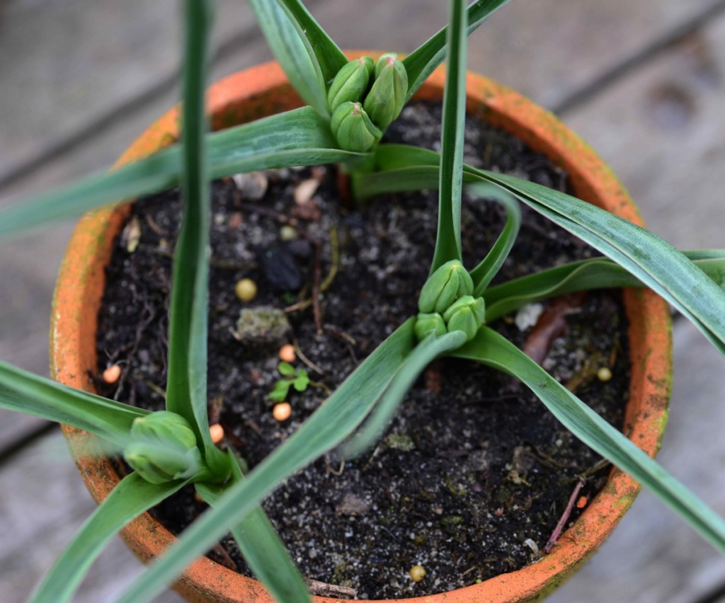 Tulips march 2017 05