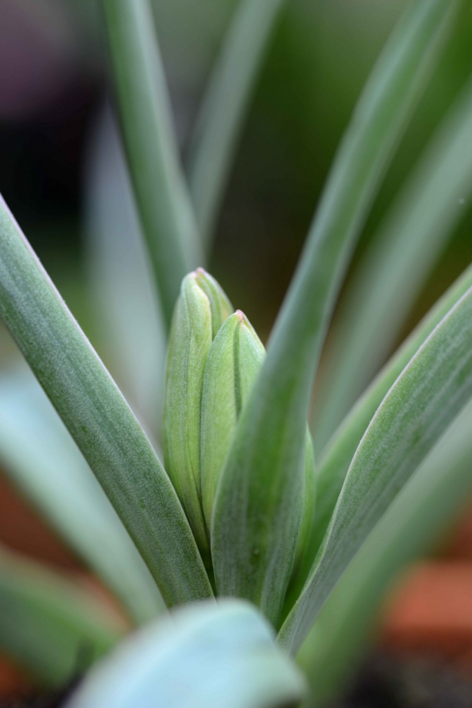 Tulips march 2017 08