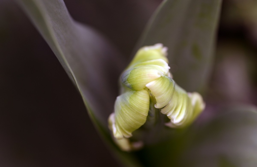 Tulips march 2017 11