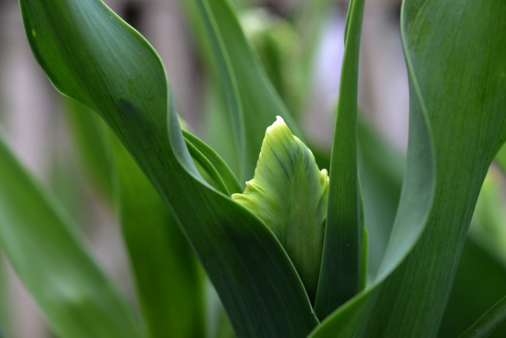 Tulips march 2017 12