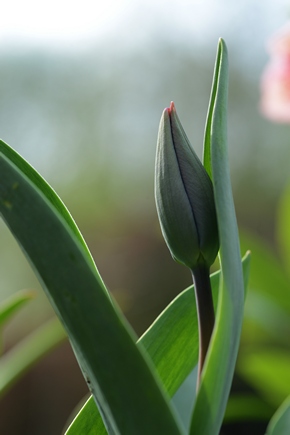 Tulips march 2017 15