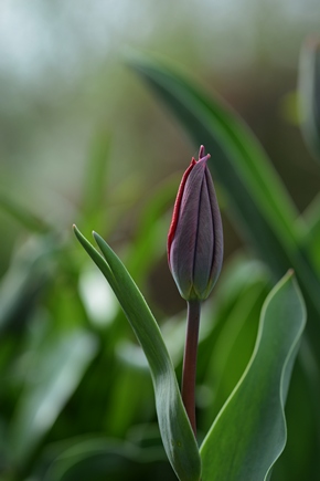 Tulips march 2017 20