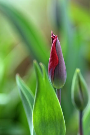 Tulips march 2017 22