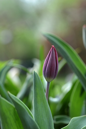 Tulips march 2017 24
