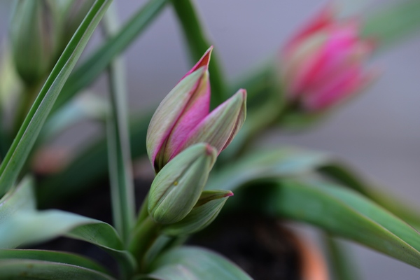 tulpen april 2017 03 09