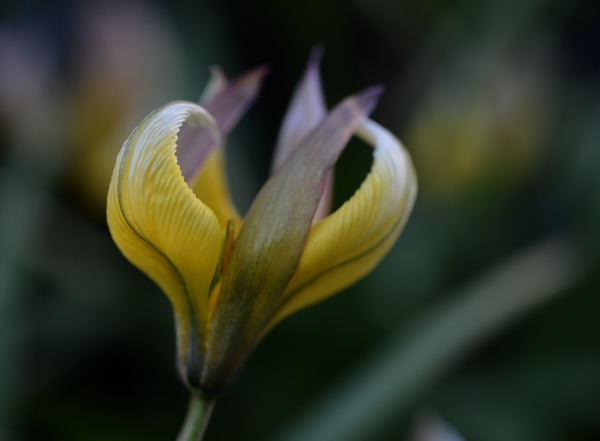 tulpen april 2017 03 12