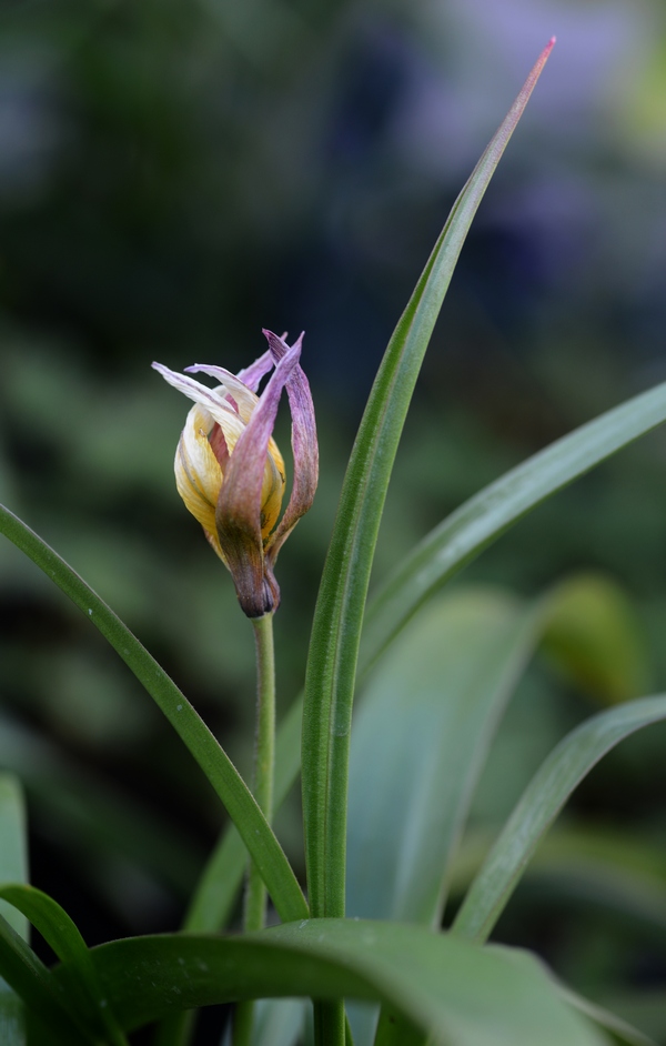 tulpen april 2017 03 14