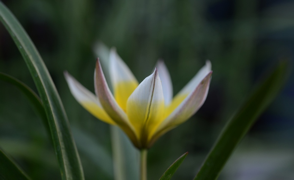 tulpen april 2017 03 18