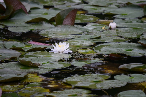 Monet Garden Giverny 16 july 2017 01